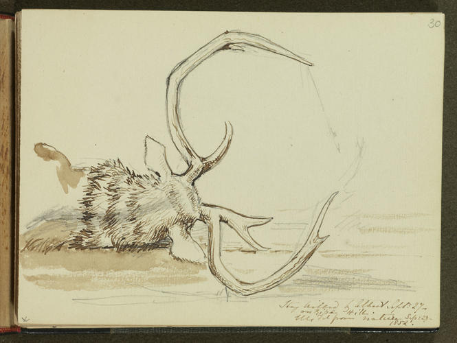 Master: SKETCHES FROM NATURE V. R. 1851 TO 1855
Item: Stag killed by Albert