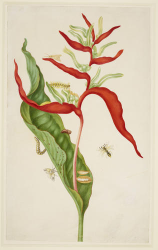 Heliconia acuminata with Southern Armyworm Moth Heliconia acuminata with Southern Armyworm Moth
