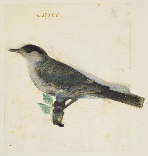 Eurasian blackcap, Sylvia atricapilla (L. 1758)