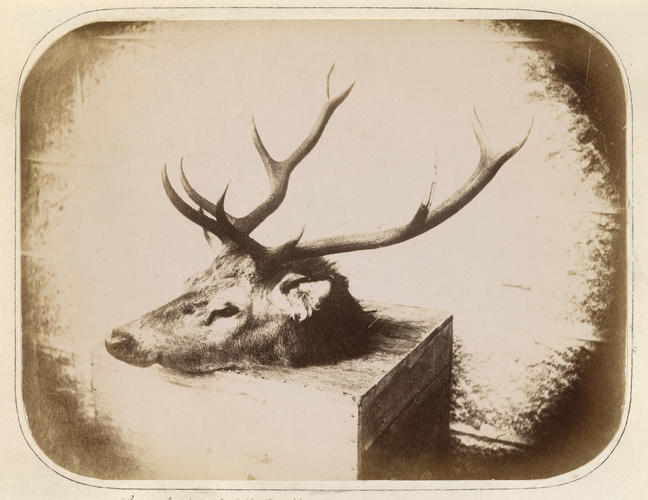 'Stag killer by H. R. H. The Prince Consort on Cairn Lochan' 'Stag killer by H. R. H. The Prince Consort on Cairn Lochan'