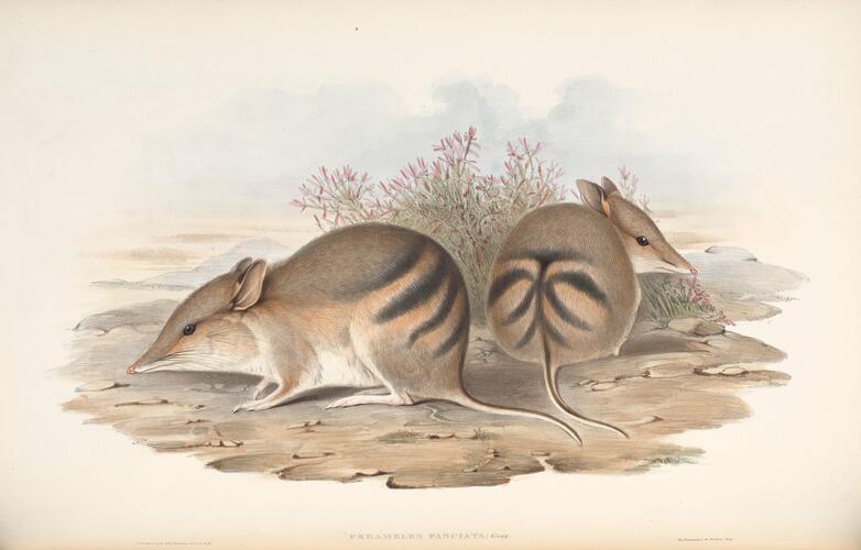The Mammals of Australia ; v. 1 / by John Gould