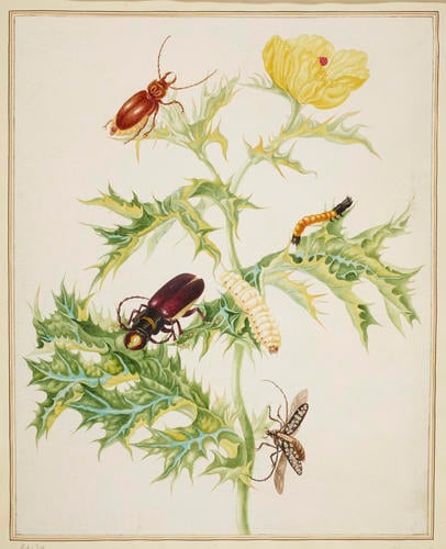 Mexican Poppy with Longhorn Beetle, Mallodon Spinibarbe Beetle and Flat-Faced Longhorn Beetle Mexican Poppy with Longhorn Beetle, Mallodon Spinibarbe Beetle and Flat-Faced Longhorn Beetle
