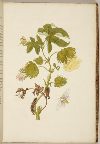 Metamorphosis insectorum Surinamensium. In qua erucae ac vermes Surinamenses, cum omnibus suis transformationibus, ad vivum delineatur & describuntur, singulis eorum in plantas, flores & fructus colloeatis, in quibus reperta sunt; tum etiam generatio ranarum, busonum rariorum, lacertarum, serpentatum, araconium & formicarium exhibitur, omnia in America ad virum naturalis magnitudinae picta atque descripta / per Mariam Sibyllam Merian Metamorphosis insectorum Surinamensium. In qua erucae ac vermes Surinamenses, cum omnibus suis transformationibus, ad vivum delineatur & describuntur, singulis eorum in plantas, flores & fructus colloeatis, in quibus reperta sunt; tum etiam generatio ranarum, busonum rariorum, lacertarum, serpentatum, araconium & formicarium exhibitur, omnia in America ad virum naturalis magnitudinae picta atque descripta / per Mariam Sibyllam Merian
