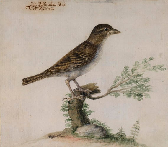 Italian sparrow, Passer Italiae (Vieillot 1817) Italian sparrow, Passer Italiae (Vieillot 1817)