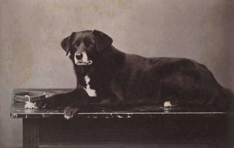 Sharp, Queen Victoria's favourite Collie, aged 8 years, 1872