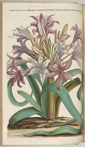 Horti medici Amstelodamensis rariorum, tam orientalis, quam occidentalis Indiae, aliarumque peregrinarum plantarum . . . descriptio et icones ; t. 1 / by Joannes Commelinus ; edited by Fredericus Ruyschius and Franciscus Kiggelarius Horti medici Amstelodamensis rariorum, tam orientalis, quam occidentalis Indiae, aliarumque peregrinarum plantarum . . . descriptio et icones ; t. 1 / by Joannes Commelinus ; edited by Fredericus Ruyschius and Franciscus Kiggelarius