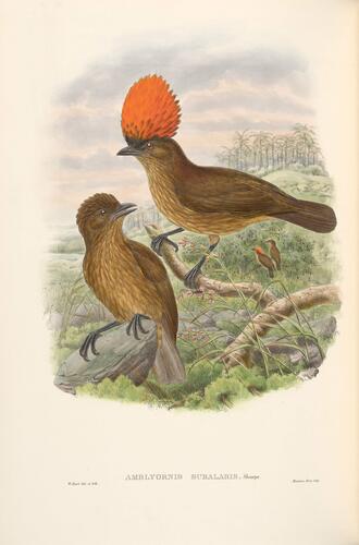 The Birds of New Guinea and the adjacent Papuan Islands, including many new species recently discovered in Australia ; v. 1 / by John Gould ; completed after the authors death by R. Bowdler Sharpe