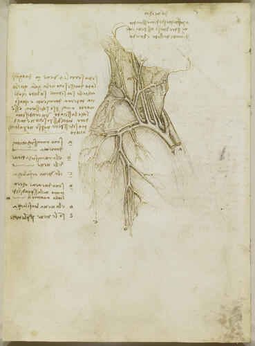 Recto: Studies of the scapular, neck, and pelvic vessels. Verso: The vessels of the neck and shoulder Recto: Studies of the scapular, neck, and pelvic vessels. Verso: The vessels of the neck and shoulder
