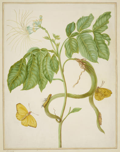 Icecream Bean Tree with Cloudless Sulphur Butterfly Icecream Bean Tree with Cloudless Sulphur Butterfly