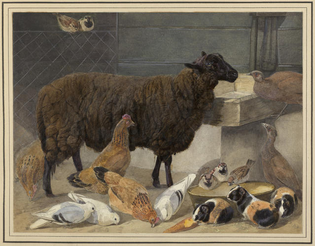 Flora, a Spanish Sheep, with chickens, doves, guinea-pigs, guinea-fowl and sparrows