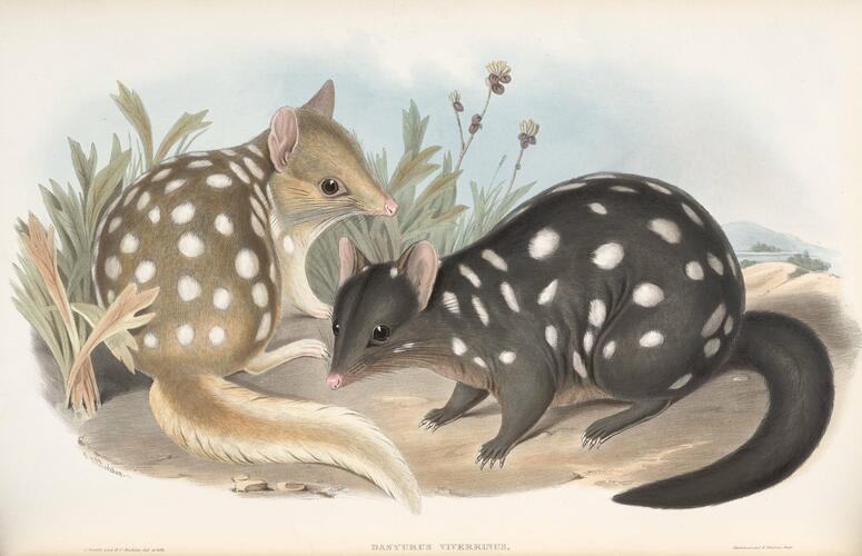 The Mammals of Australia ; v. 1 / by John Gould