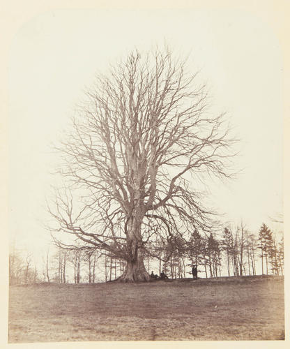 Great Beech on Manor Hill, Windsor Great Park Great Beech on Manor Hill, Windsor Great Park