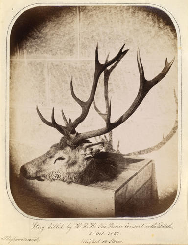 'Stag killed by H. R. H The Prince Consort in the Ditch' 'Stag killed by H. R. H The Prince Consort in the Ditch'