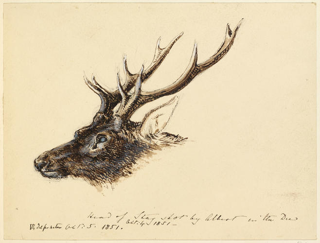 Head of Stag shot by Albert in the Dee Oct: 4 1851