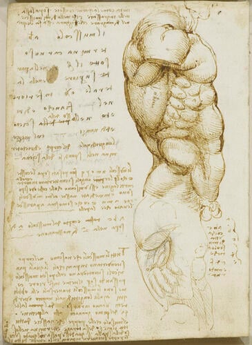 Recto: The male torso, with notes. Verso: The muscles of the torso