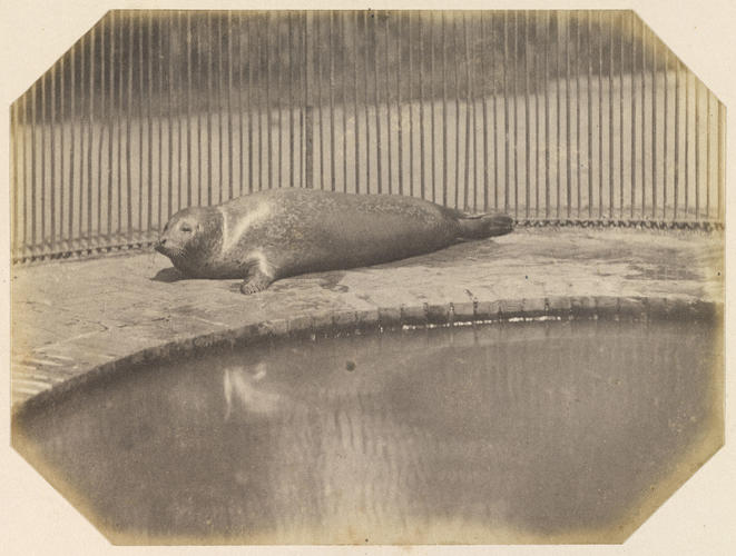 Seal, London Zoo