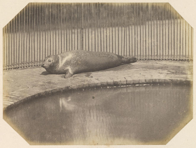 Seal, London Zoo Seal, London Zoo