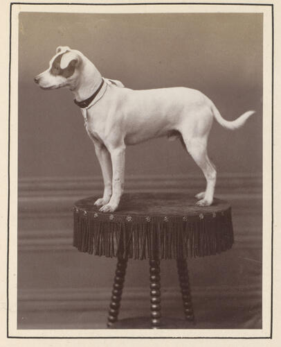 Mr Punch, the dog of the Seaforth Highlanders