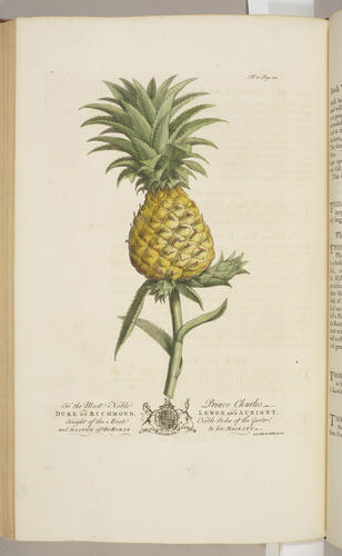 The Natural history of Barbados, in ten books / by Rev. Griffith Hughes The Natural history of Barbados, in ten books / by Rev. Griffith Hughes