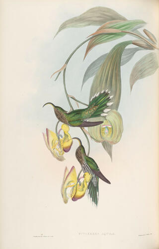 A Monograph of the Trochilidae, or family of humming-birds ; v. 1 / John Gould A Monograph of the Trochilidae, or family of humming-birds ; v. 1 / John Gould