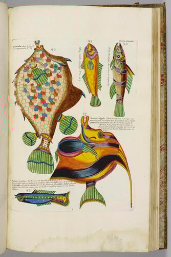 Poissons, écrevisses et crabes. . . que l'on trouve autour des Isles Moluques, et sur les côtes des Terres Australes. . . / Louis Renard Poissons, écrevisses et crabes. . . que l'on trouve autour des Isles Moluques, et sur les côtes des Terres Australes. . . / Louis Renard