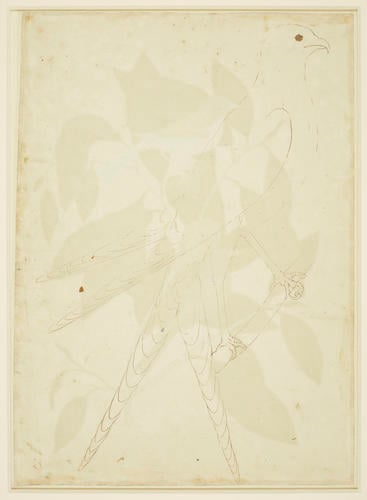 Recto: The Painted Finch, the Blue Linnet and the Sweet Flowering Bay
Verso: The Swallow-Tail Hawk (preparatory drawing for RL 24817) Recto: The Painted Finch, the Blue Linnet and the Sweet Flowering Bay
Verso: The Swallow-Tail Hawk (preparatory drawing for RL 24817)