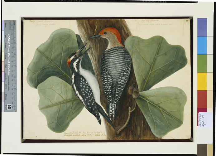 The Red-bellied Wood-pecker, the Hairy Wood-pecker and the Black Oak