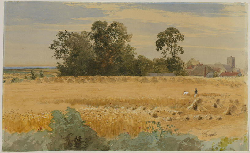 Cornfield