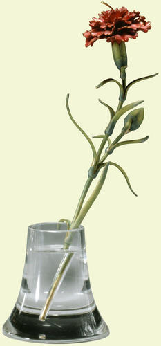 Carnation