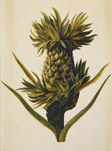 Pineapple, Ananas comosus (L. ) Merr