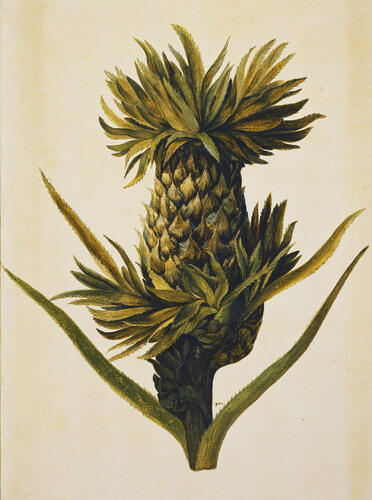 Pineapple, Ananas comosus (L. ) Merr