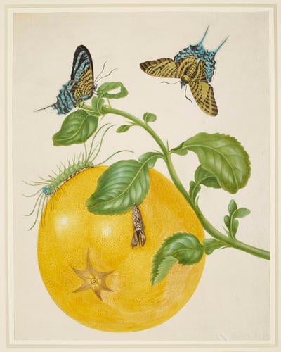 Branch of Pomelo with Green-Banded Urania Moth Branch of Pomelo with Green-Banded Urania Moth