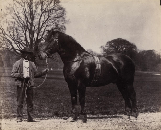 'Glenelg, Clydesdale Stallion at Osborne'