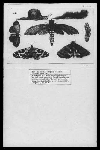 Six Insects, a Caterpillar, and a Snail Six Insects, a Caterpillar, and a Snail