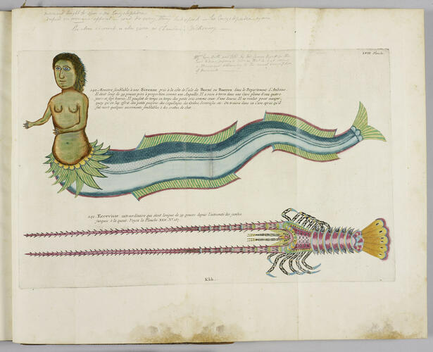 Poissons, écrevisses et crabes. . . que l'on trouve autour des Isles Moluques, et sur les côtes des Terres Australes. . . / Louis Renard Poissons, écrevisses et crabes. . . que l'on trouve autour des Isles Moluques, et sur les côtes des Terres Australes. . . / Louis Renard