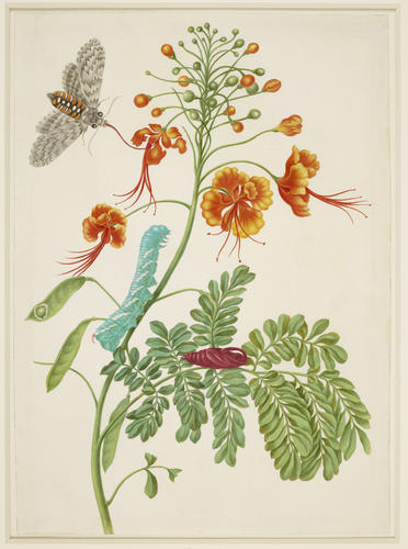 Peacock Flower with Carolina Sphinx Moth Peacock Flower with Carolina Sphinx Moth