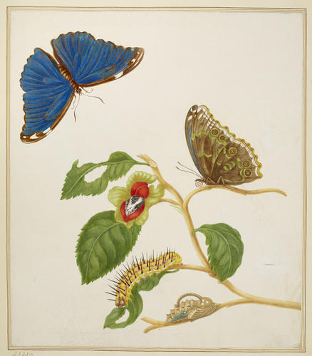 Branch of an unidentified tree with Menelaus Blue Morpho Butterfly