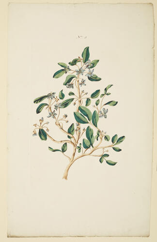 A Collection of exotics from the Island of Antigua / by a Lady