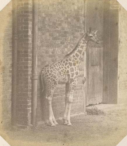 Giraffe, London Zoo