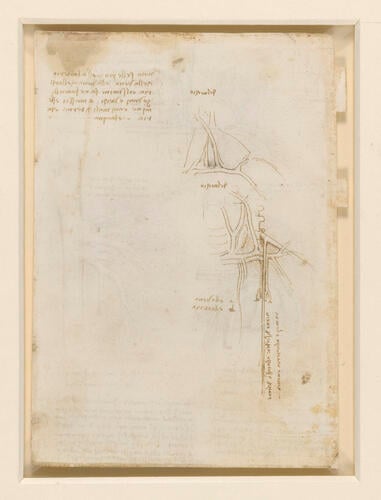 Recto: The vessels and nerves of the neck. Verso: The vessels of the liver