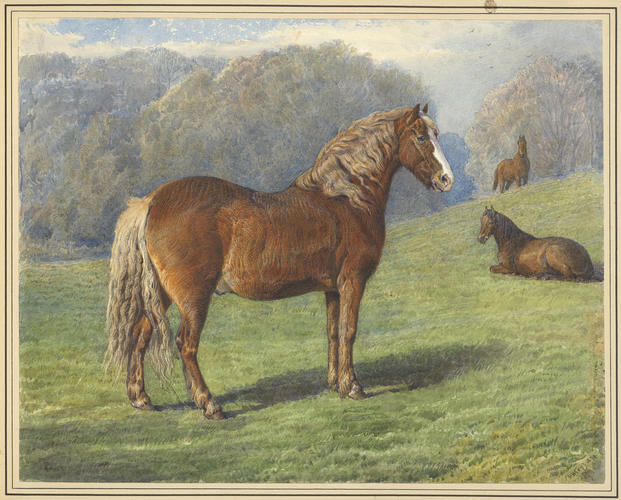 Brechin, the Prince Consort's Highland Pony. 1870