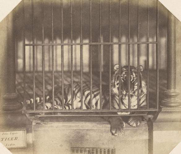 Tiger, London Zoo