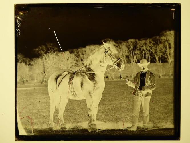 Glenelg, Clydesdale Stallion at Osborne