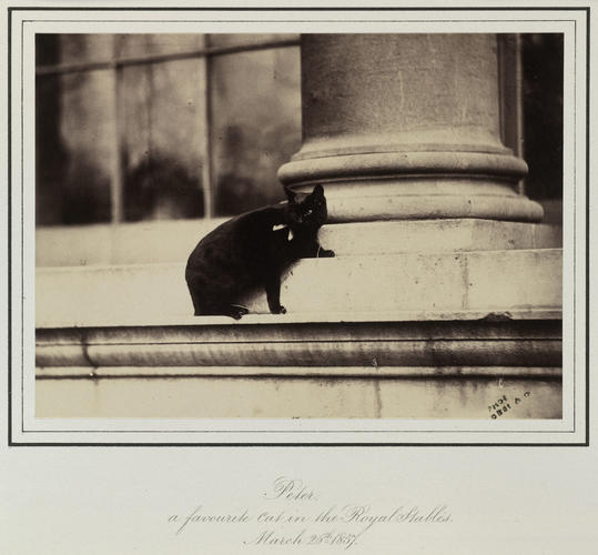 'Peter a favourite cat in the Royal Stables' 'Peter a favourite cat in the Royal Stables'