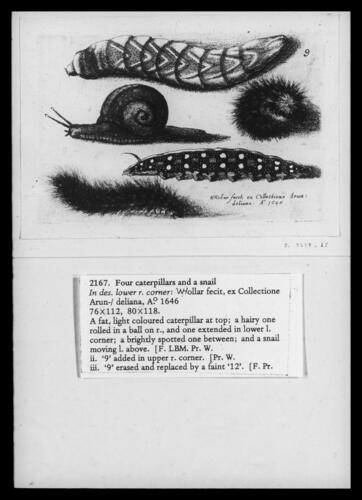 Four Caterpillars and a Snail