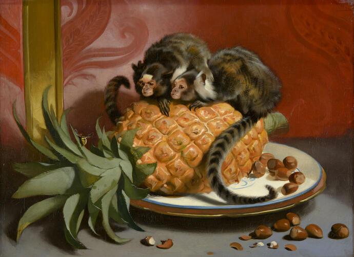 Brazilian Marmosets Brazilian Marmosets