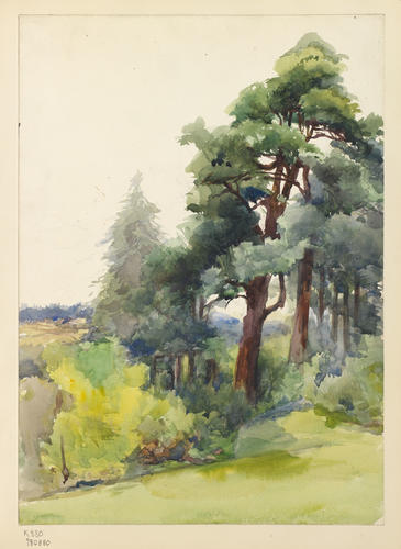 A view of trees