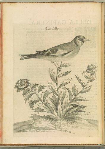 Uccelliera overo discorso della natura e proprieta di diversi uccelli e in particolare di que che cantano, con il modo di prendergli. . . Uccelliera overo discorso della natura e proprieta di diversi uccelli e in particolare di que che cantano, con il modo di prendergli. . .