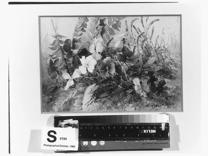 Violas with bracken Violas with bracken