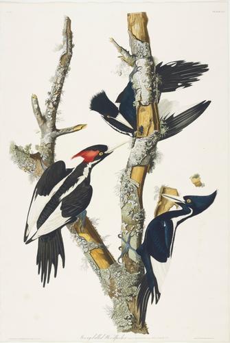 The Birds of America, from original drawings ; [v. 1] / by John James Audubon